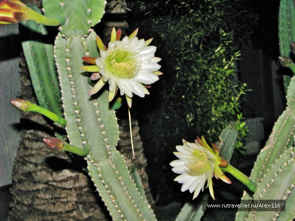 photo 845217