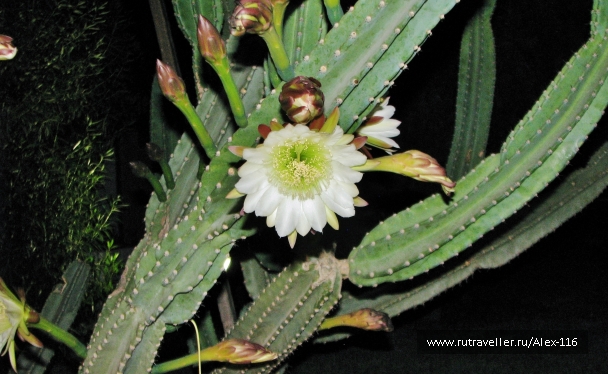 photo 845218