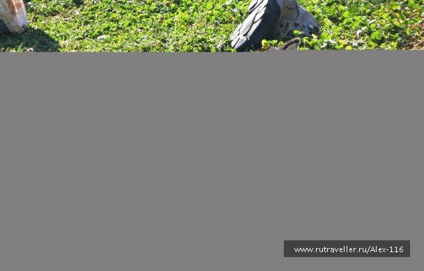 photo 748553