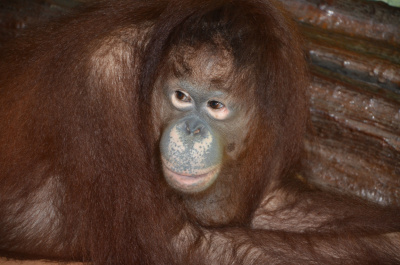 photo 261982
