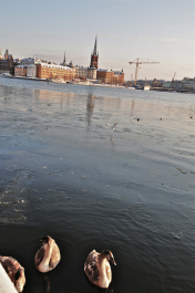 photo 233603