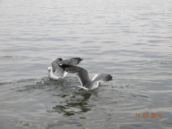 photo 927284
