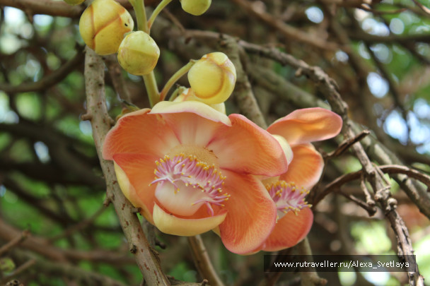 photo 173384