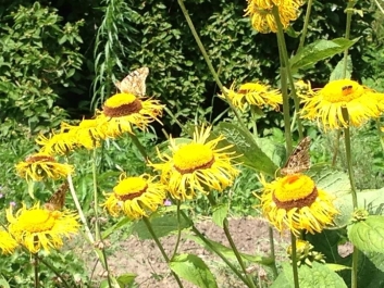 photo 784108