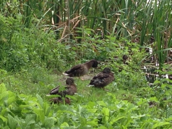 photo 784112