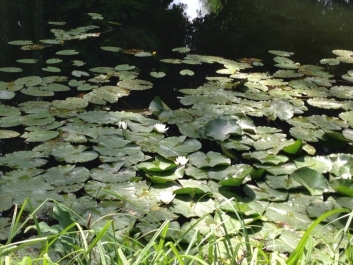photo 784113
