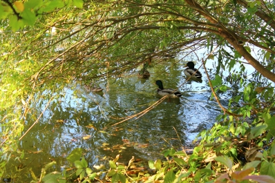 photo 877482