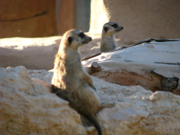 photo 244916