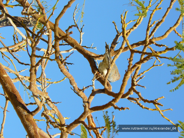 photo 223309