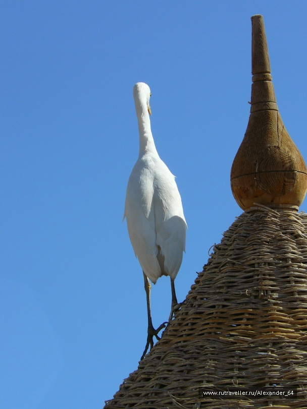 photo 223244