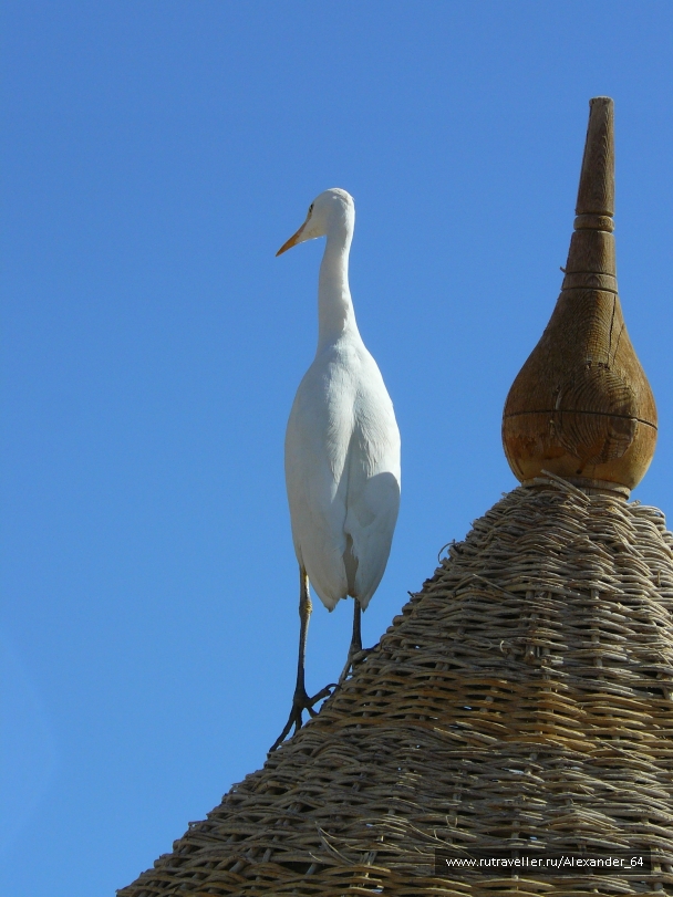 photo 223243
