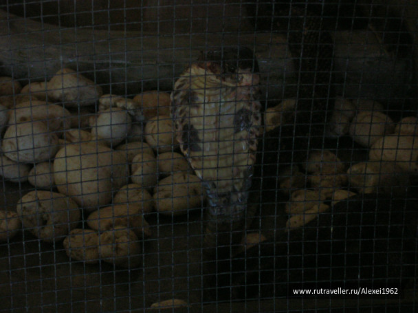 photo 305855