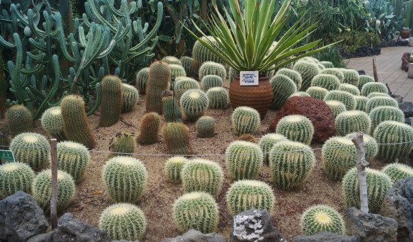 DSC07550