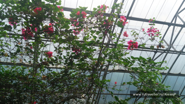 photo 1231499