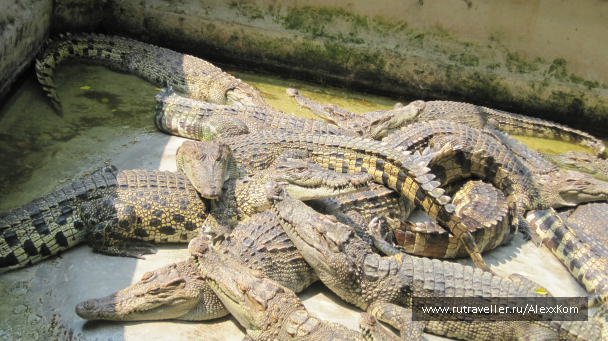 photo 659964