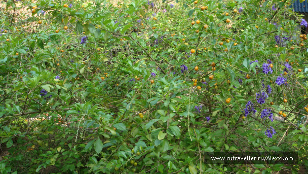 photo 662817