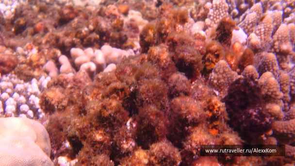 photo 661974