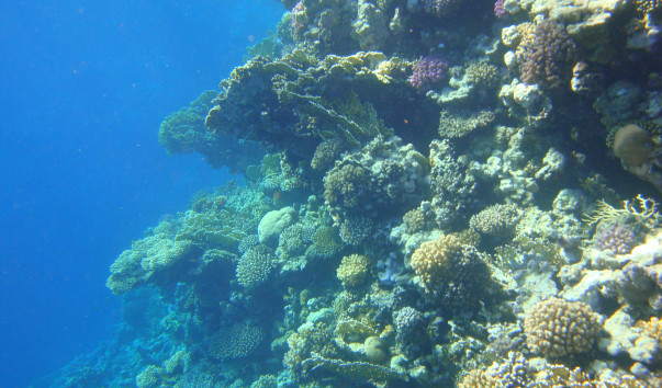 EGYPT Diving 112