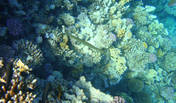 EGYPT Diving 90