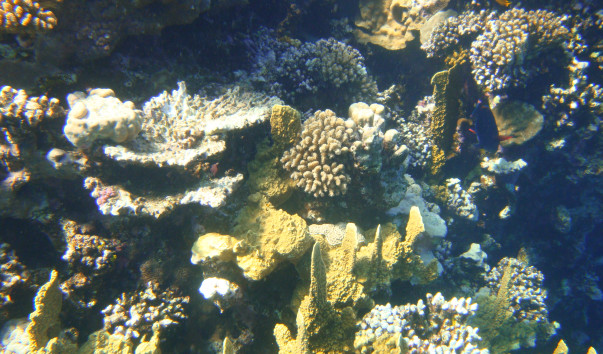 EGYPT Diving 86