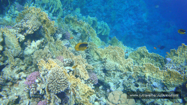 photo 662263