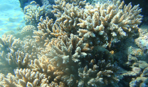 EGYPT Diving 45