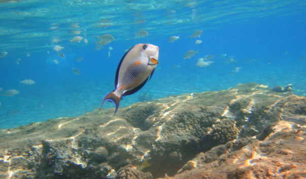 EGYPT Diving 35