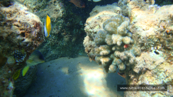 photo 662275