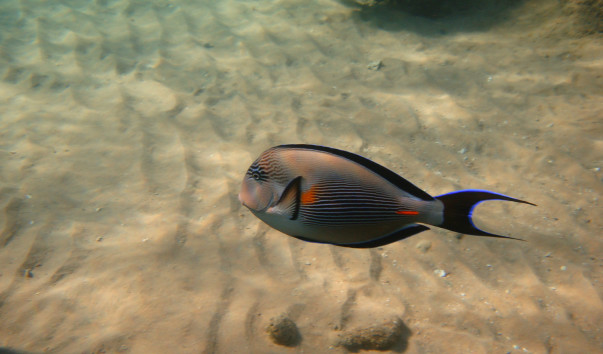 EGYPT Diving 160
