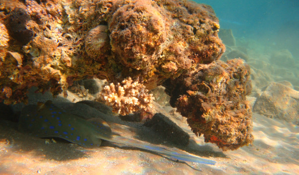 EGYPT Diving 155