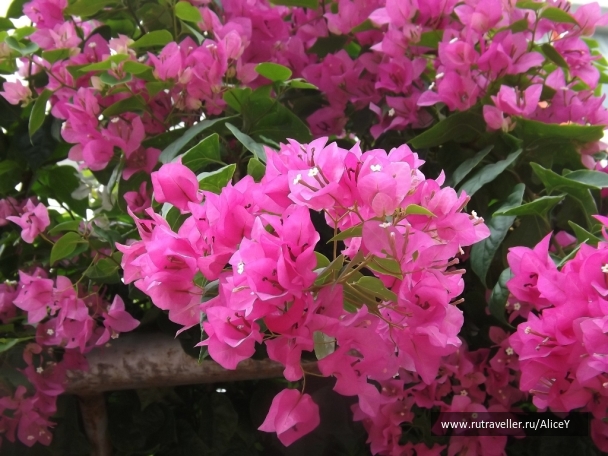 photo 1343373
