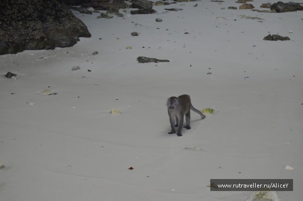 photo 1343263