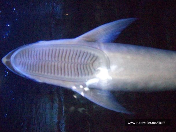 photo 1343758
