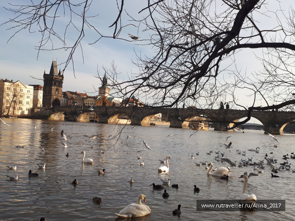 photo 1445663
