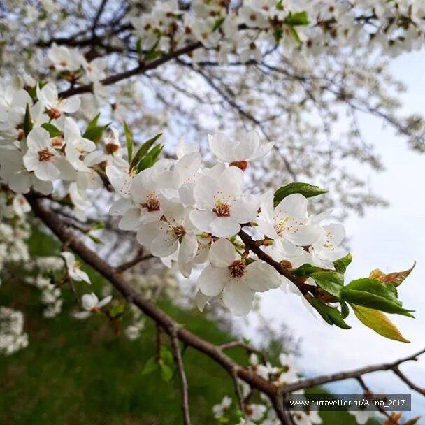 photo 1625833