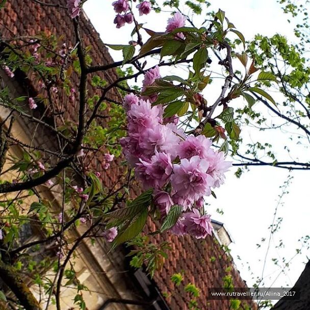 photo 1625866