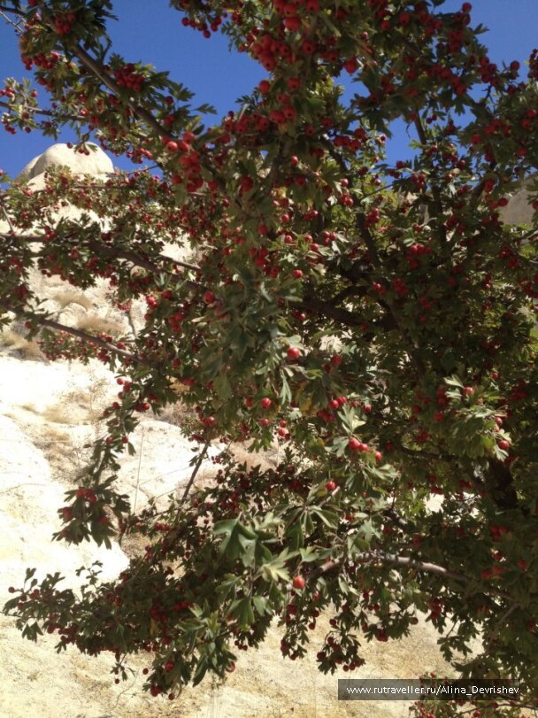 photo 162717