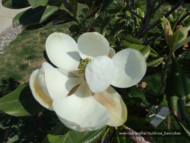 photo 107644