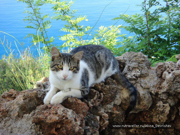 photo 107645