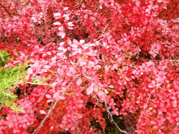 photo 550462