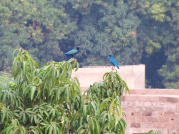 photo 933328