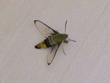 photo 933342