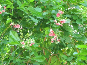 photo 933358