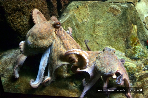 photo 862738