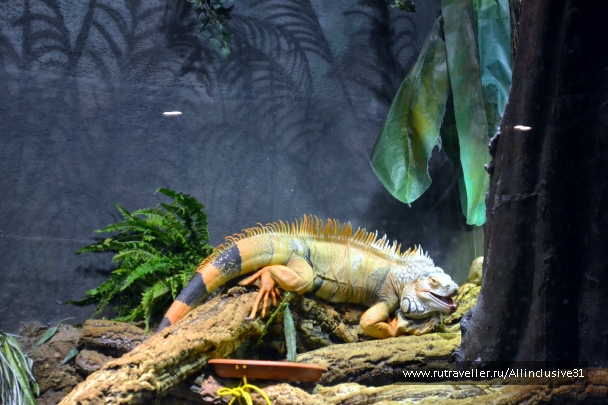 photo 862742