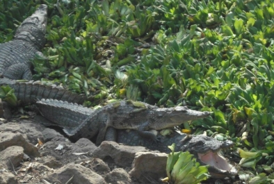photo 935732