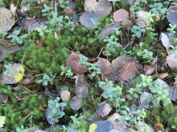 photo 846344