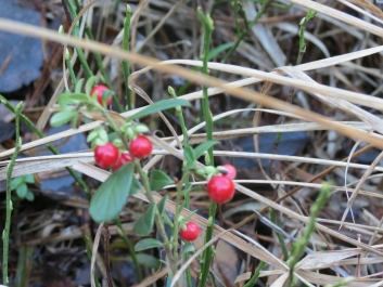 photo 846345