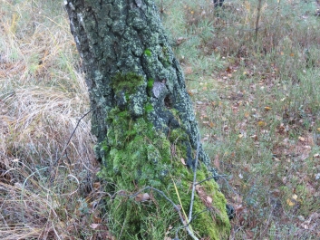 photo 846347