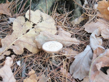 photo 846348